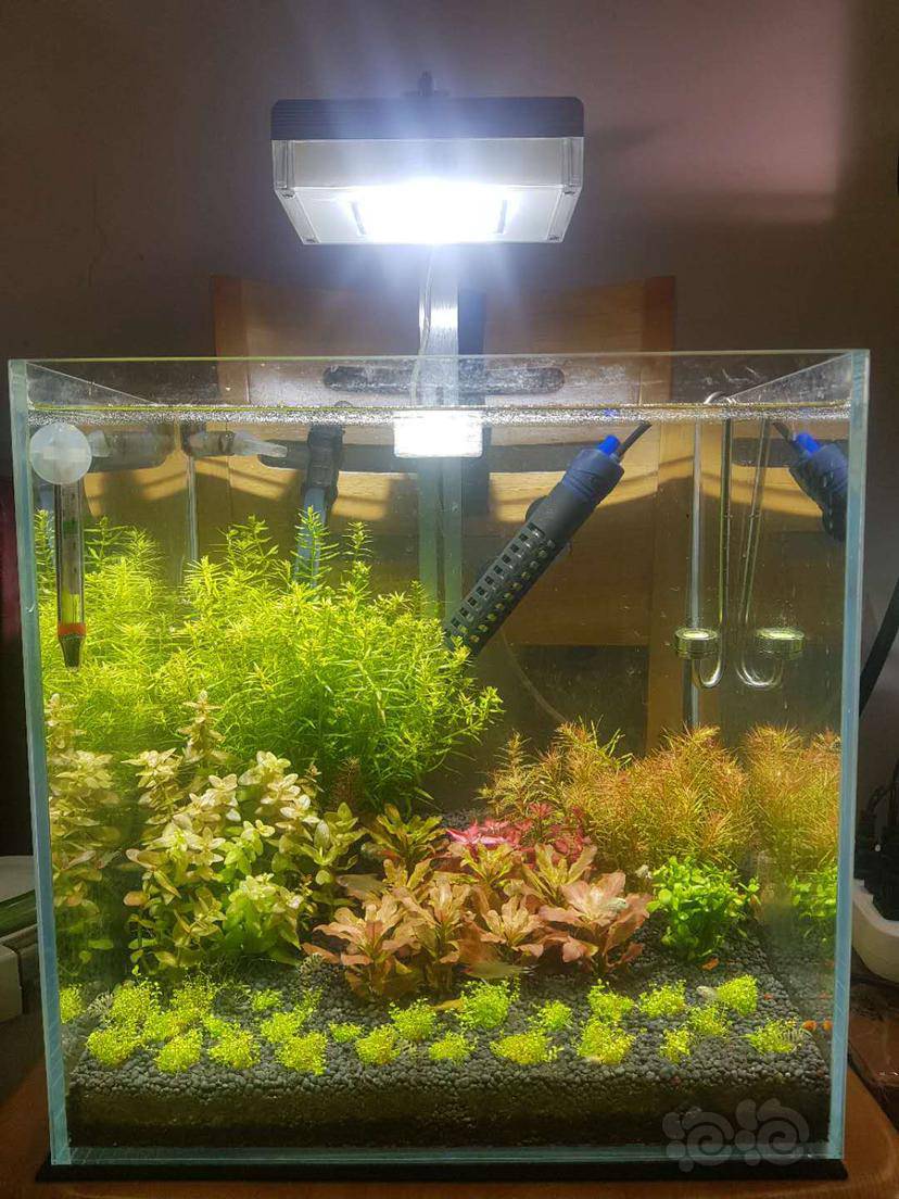 尼特利at1全光谱水草灯