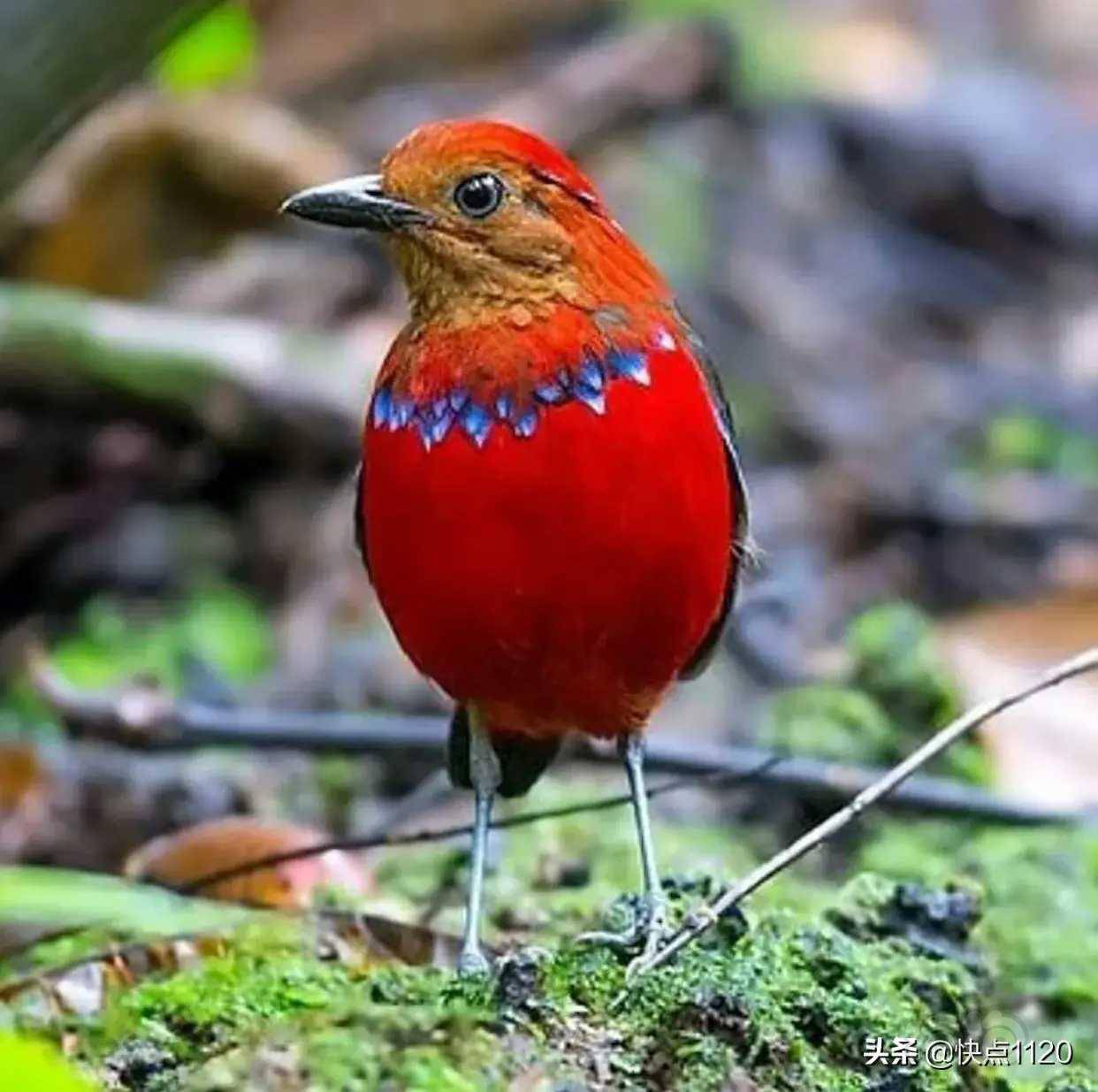 动物世界～蓝斑八色鸫 erythropitta arcuata - 泡泡水族