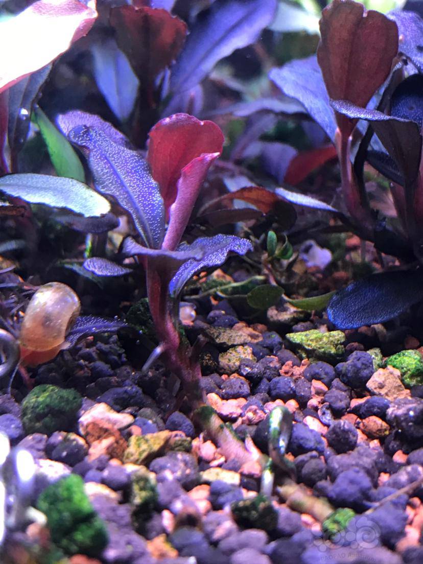 水草 数码海辣椒榕 伊罕加热棒 伊罕250前置滤材 泡泡水族