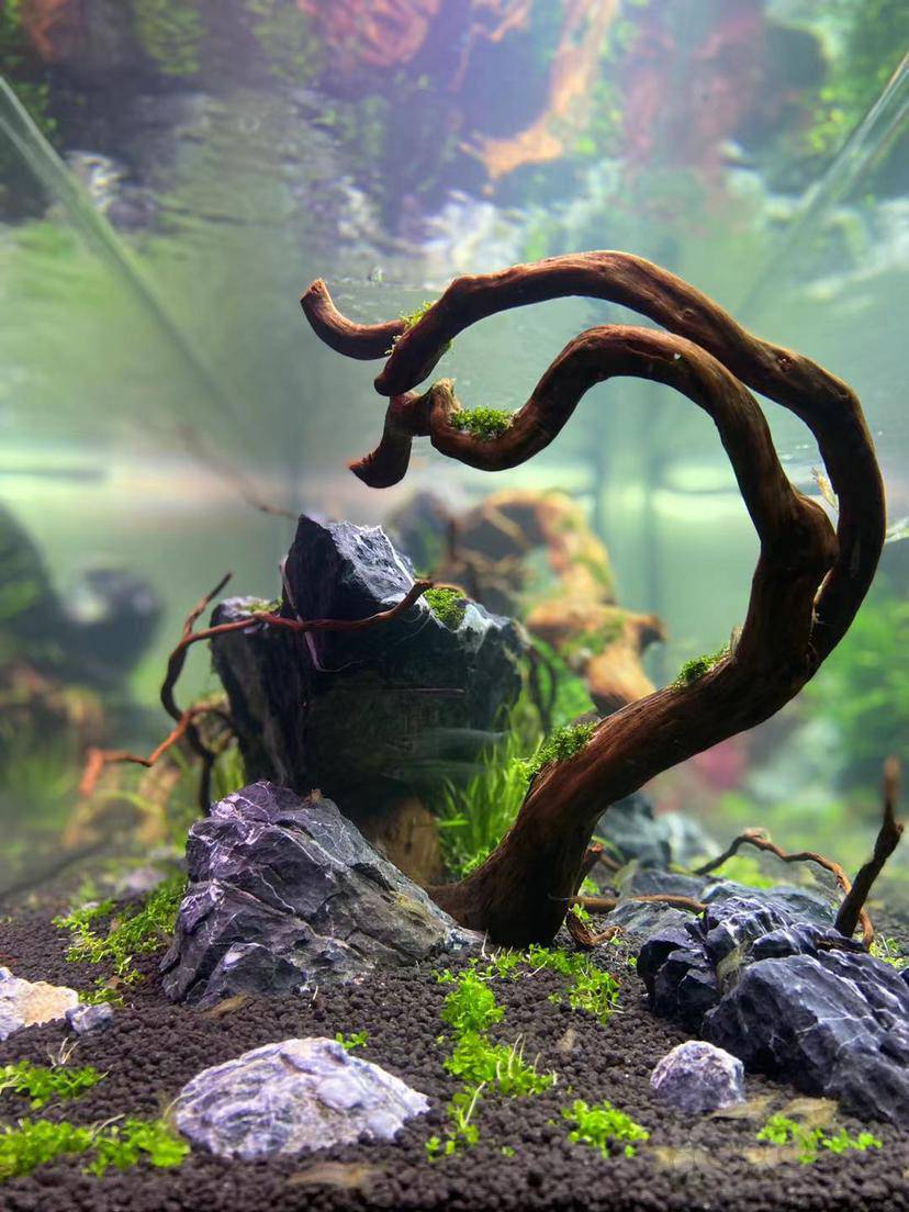 水草造景和种植 一米五草缸正在成景中举报 快给朋友分享吧!