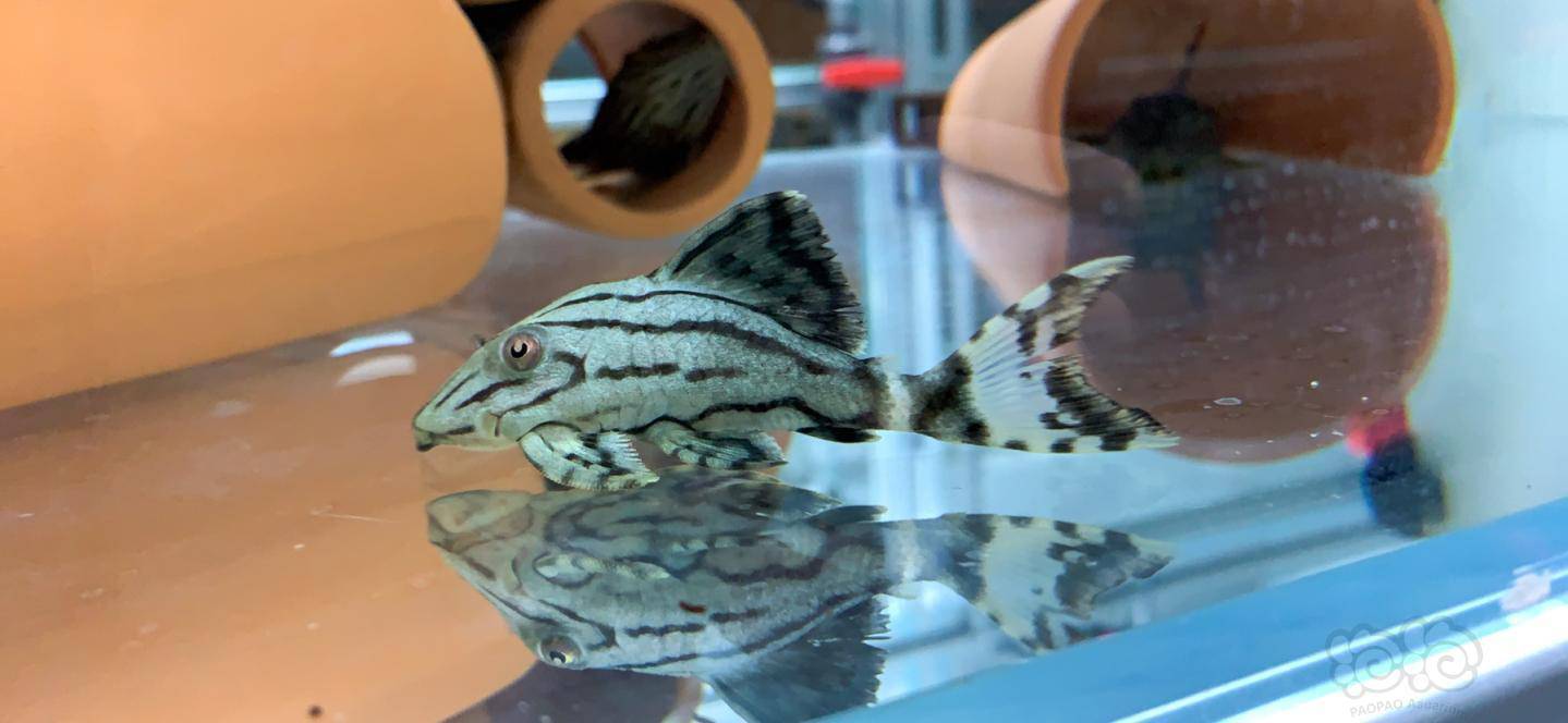 异形鱼展示一波