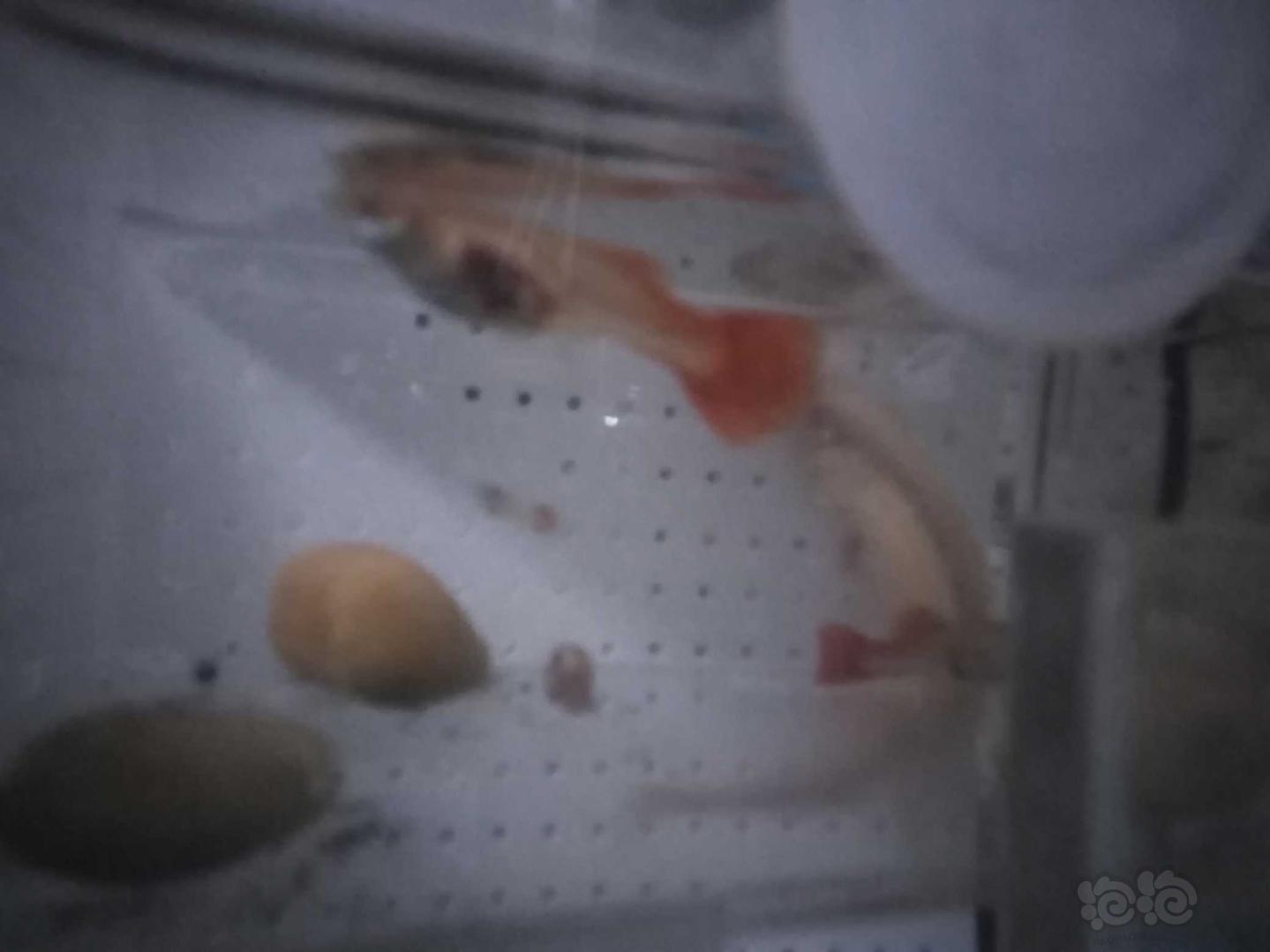 【其它】孔雀鱼孕期内出血怎么办-图1