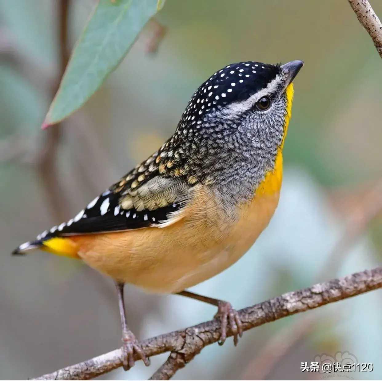 動物世界斑啄果鳥spottedberrypecker