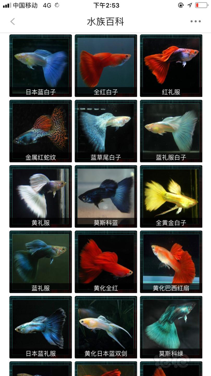 凤尾鱼品种名称及图片图片