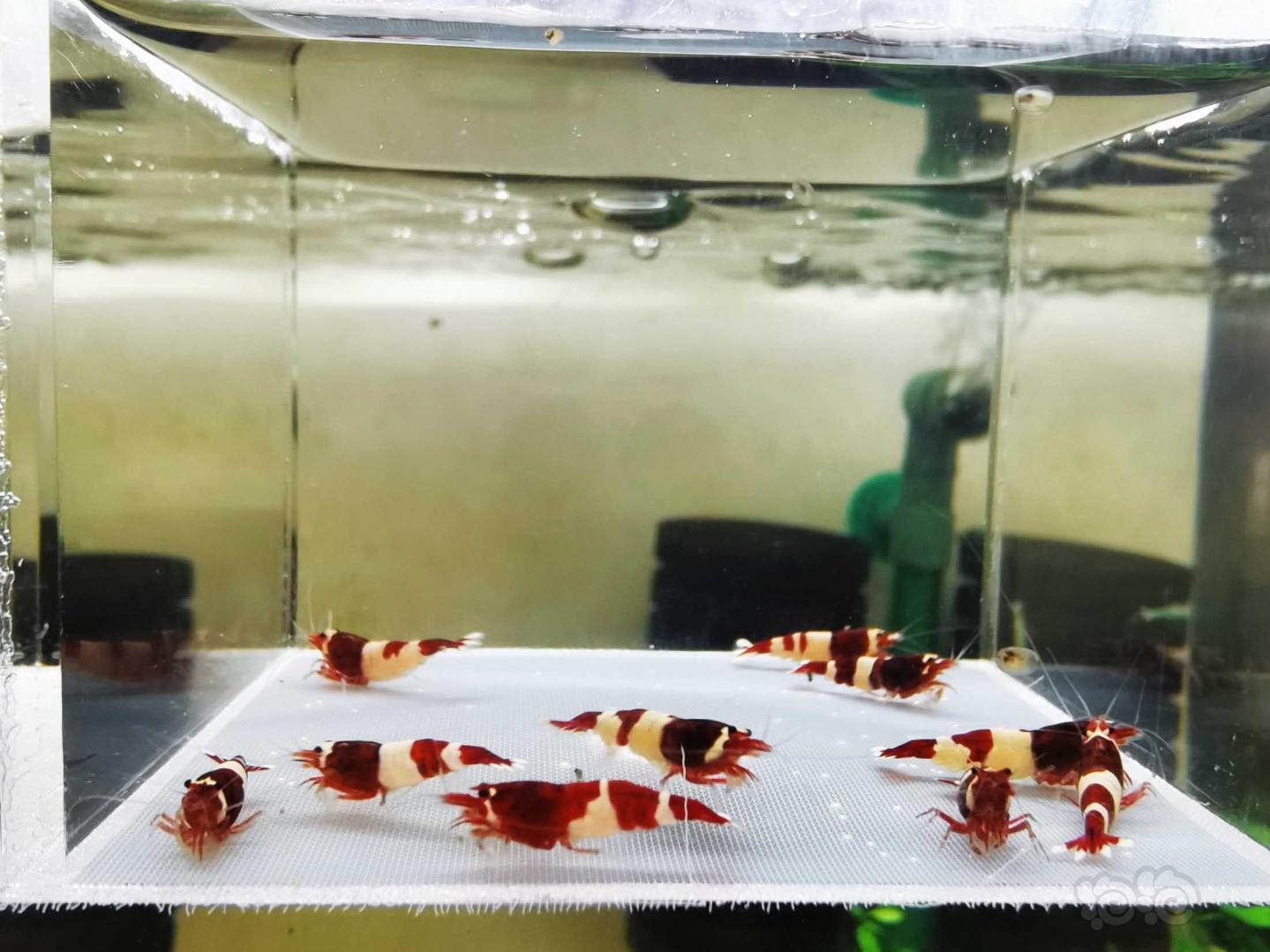 【虾】2021－02－06#RMB拍卖酒红水晶虾繁殖组10只-图1