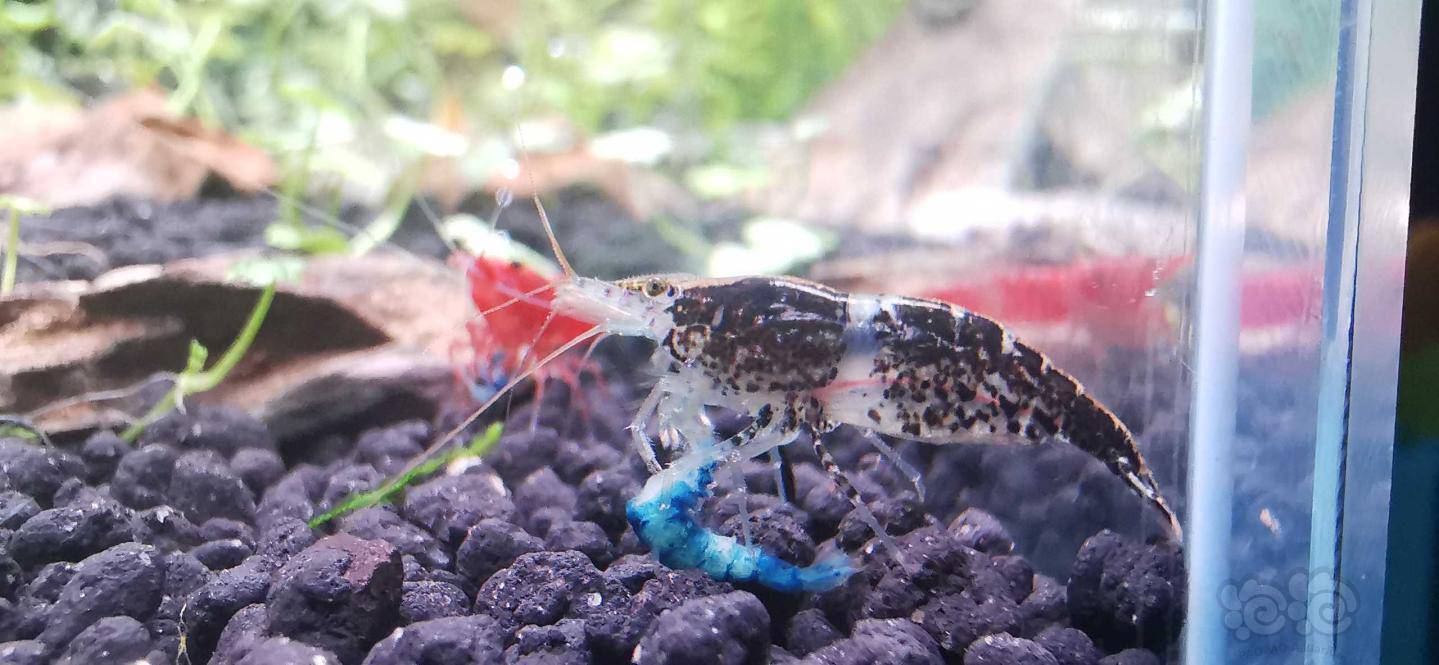 把我刚蜕壳的蓝色米虾给吃了.