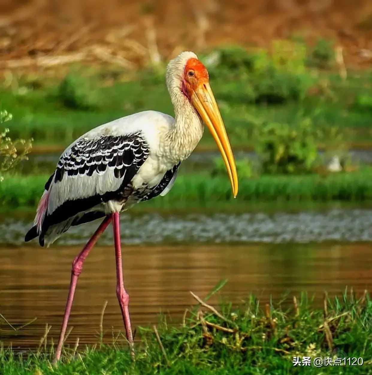 動物世界～白頭䴉鸛 painted stork-圖7