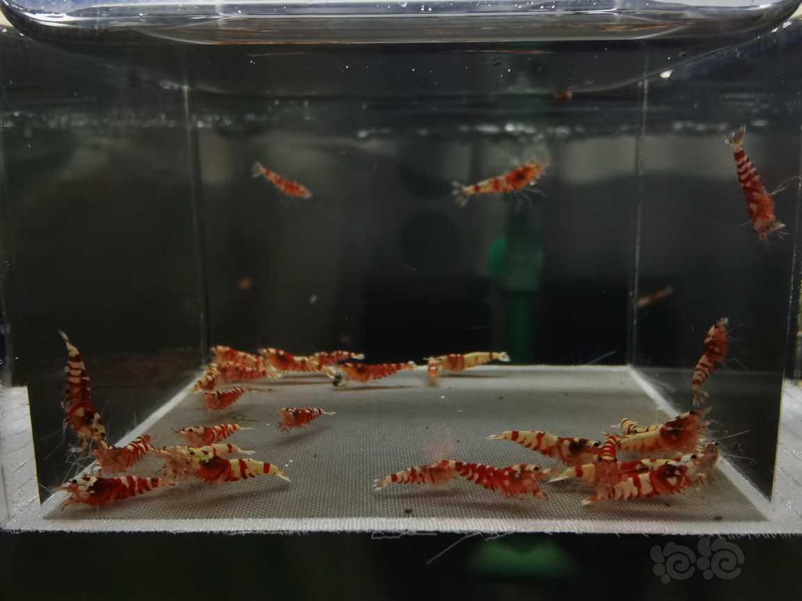 【虾】2021－02－14#RMB拍卖红花虎太极血统33只-图2