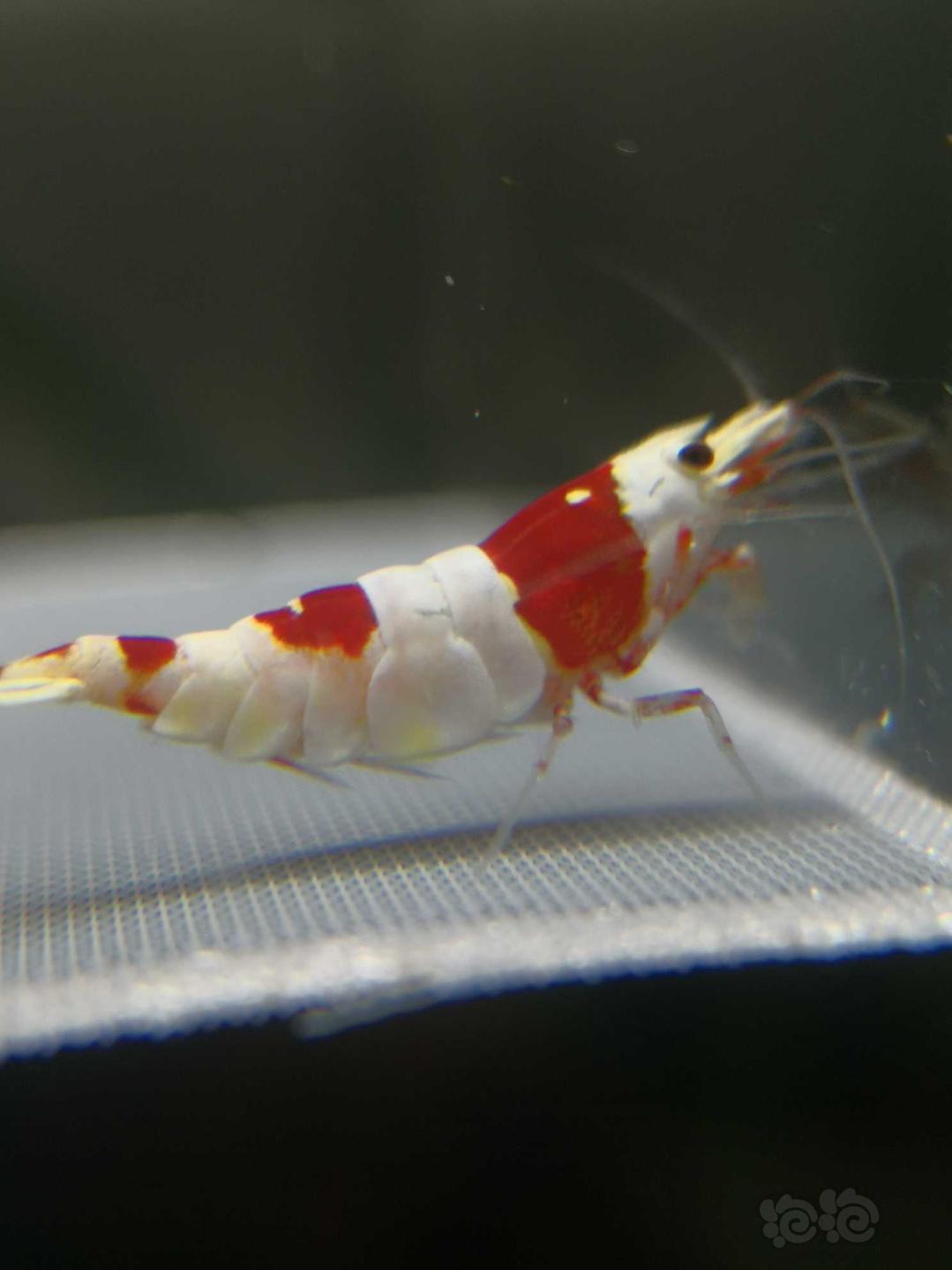 【虾螺】【出售】高端纯血红白繁殖组10只，包邮
【厚甲】喜欢厚甲的来-图4