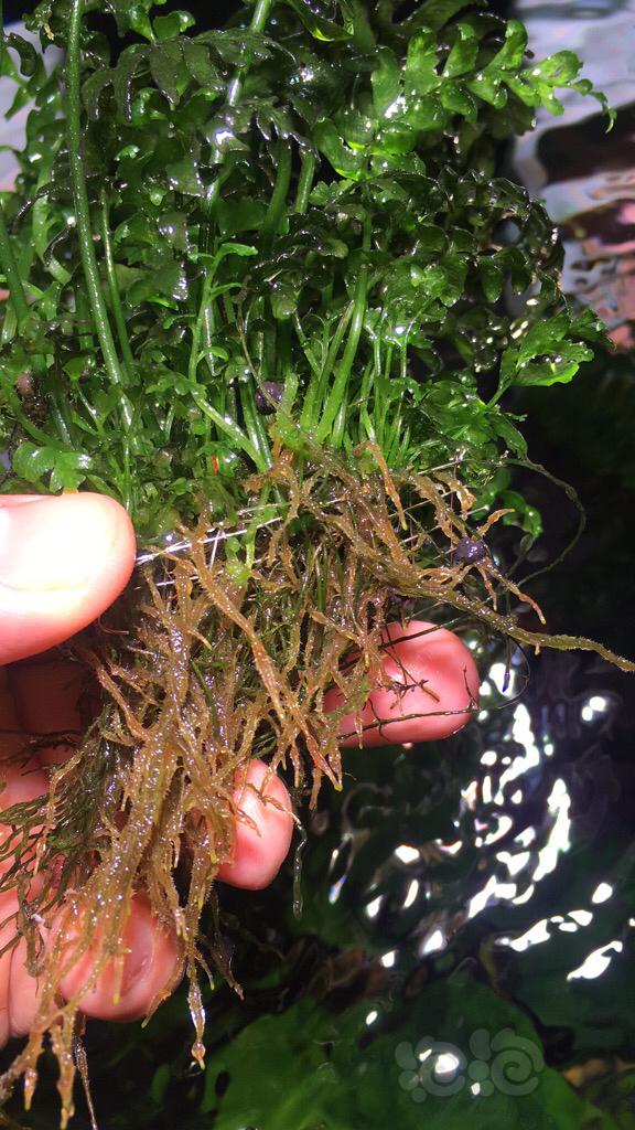 收个12mm的进出水 便宜的就行 出点水草黑木蕨 青木蕨 咖啡榕 红箦藻 等-图3