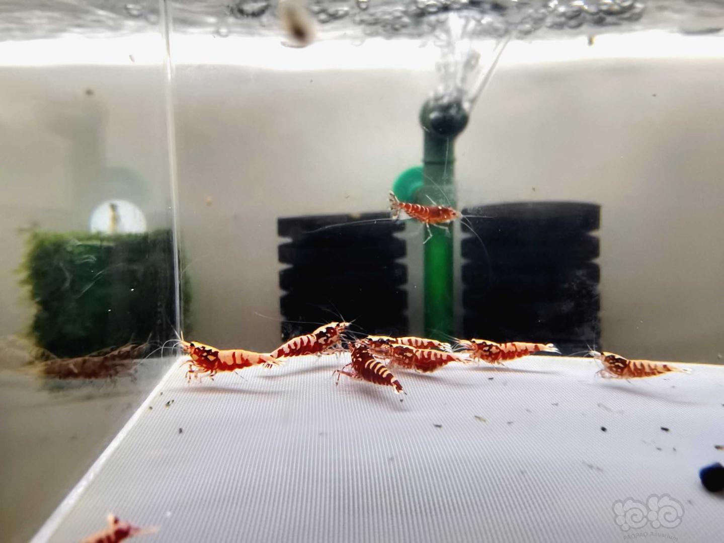 【虾】2021－02－08#RMB拍卖红银河水晶虾淘汰组21只-图4