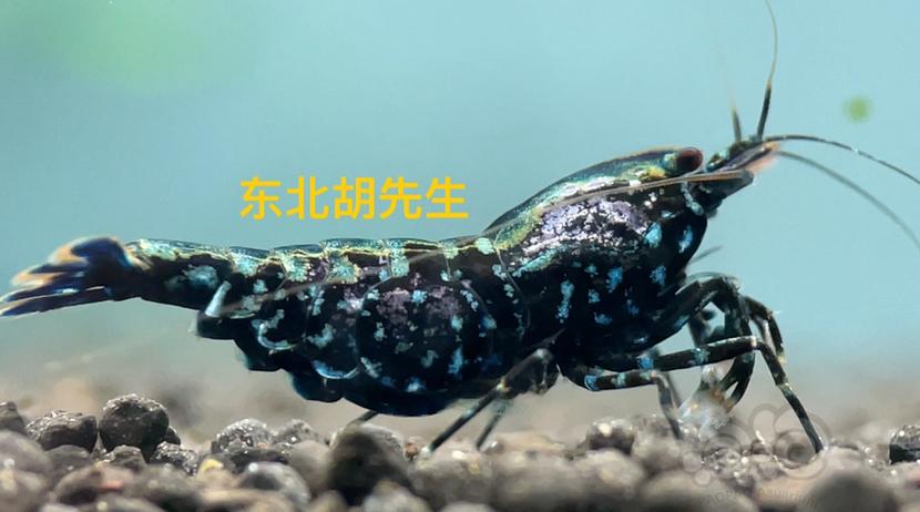 【虾】2021-2-21#RMB拍卖#黑银河鱼骨蓝星紫金属母1只-图1