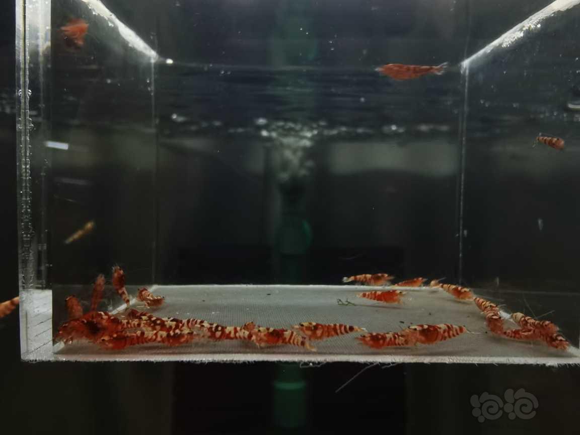 【虾】2021－02－15#RMB拍卖红花虎太极血统33只-图1