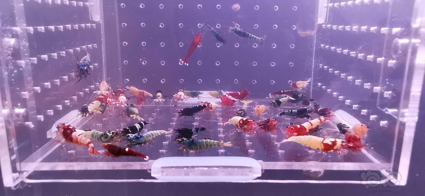 【虾】2021－02－06#RMB拍卖水晶虾50只-图1