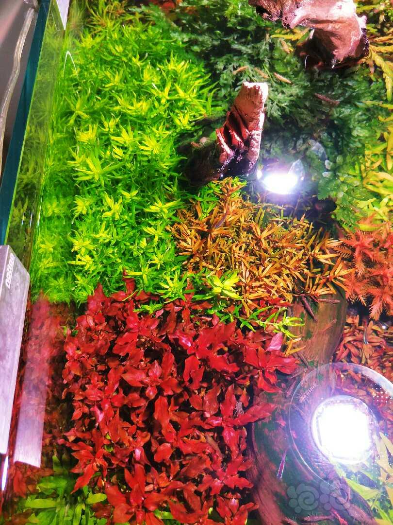 便宜出售自家缸里打头水草，红丝青叶50颗，日本珍珠草40颗，箦藻4颗，红雨伞8颗，羽裂水蓑衣-图3