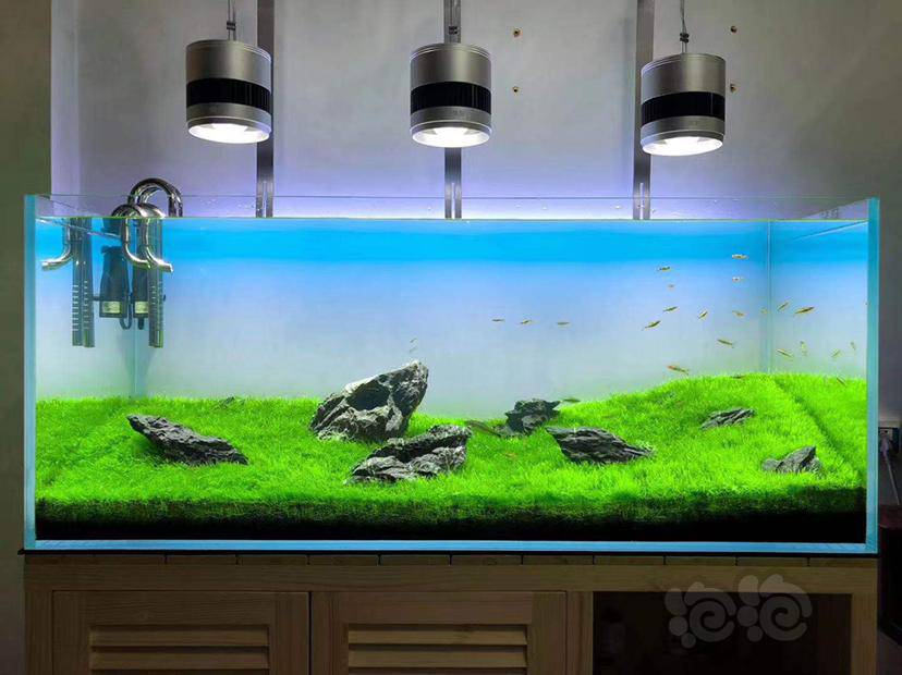 水草造景和种植 挖耳草平,水质透亮回复 分享 分享到