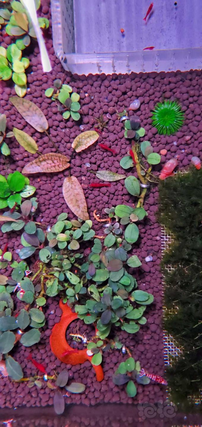 晒晒虾缸里无碳无肥的紫艳和椒草们！！！！！！-图4