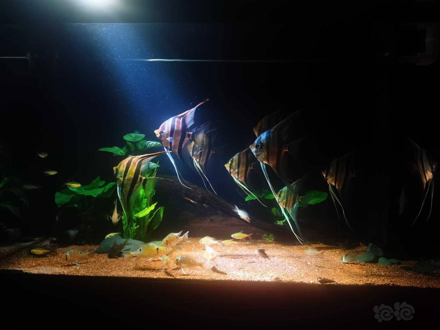 埃及神仙鱼之美