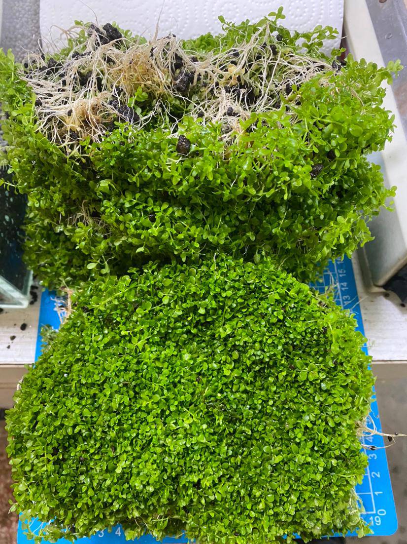 出自养水草珊瑚莫斯爬地矮珍珠羽裂