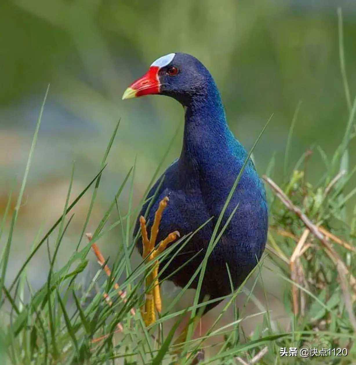 动物世界紫青水鸡