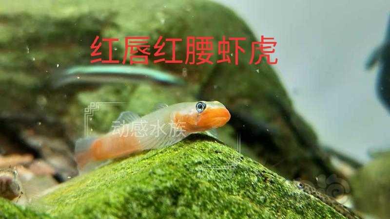 【热带鱼】虾虎枝桠多个品种-图7