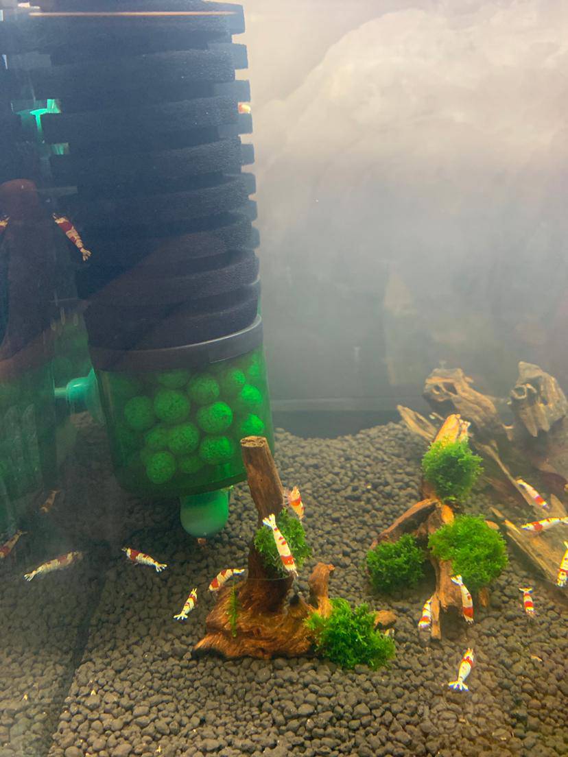 刚开缸,水有点发白是不是硝化细菌多了?求大神指导