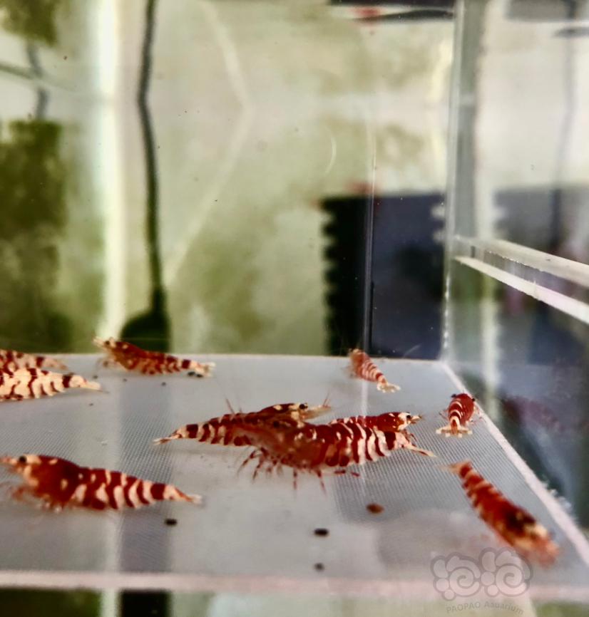 【虾】2021-2-18#RMB拍卖淘汰红花虎一份20只-图3
