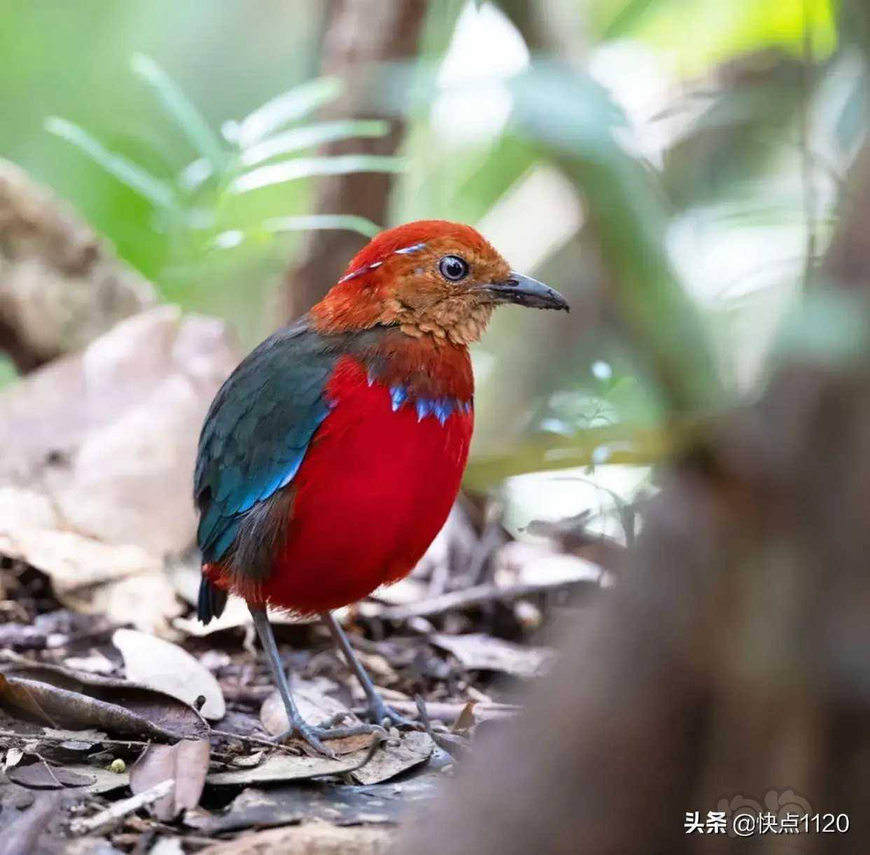动物世界～蓝斑八色鸫 erythropitta arcuata - 泡泡水族
