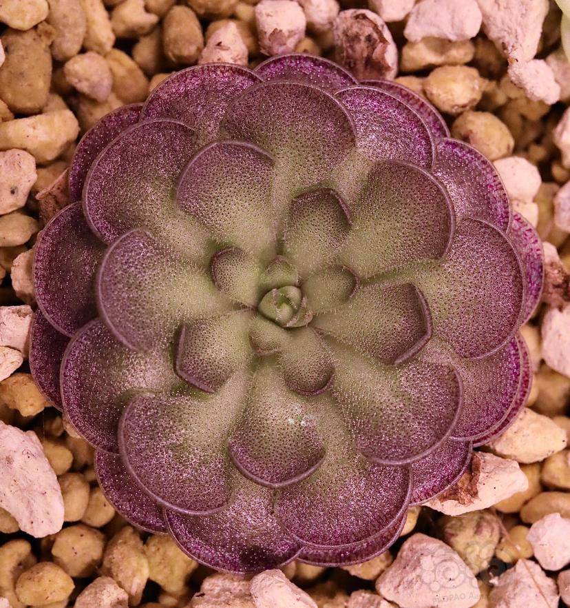 食虫美丽的圆切捕虫堇