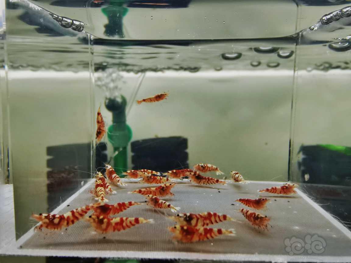 【虾】2021－02－11#RMB拍卖红花虎太极血统20只-图1