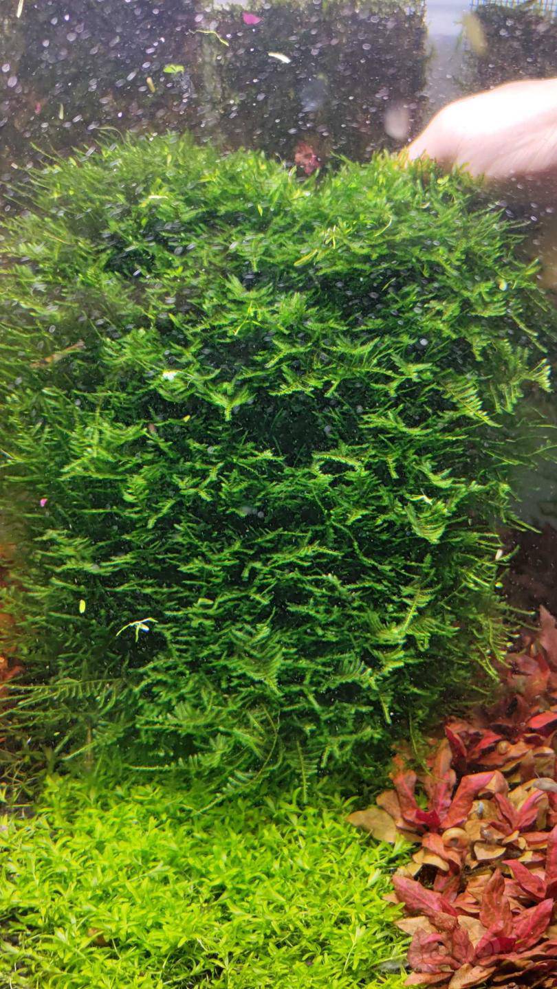 出点修剪下来的孔雀三角莫斯