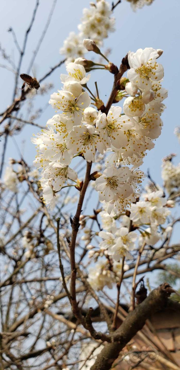 【交流】一树花开，知春来-图4
