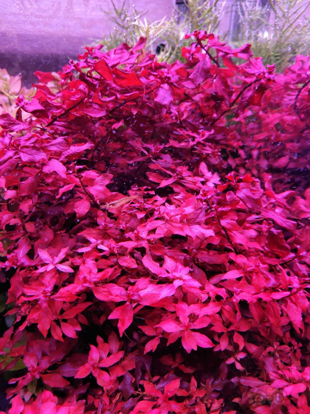 叉柱西瓜对叶紫红丁香-图3