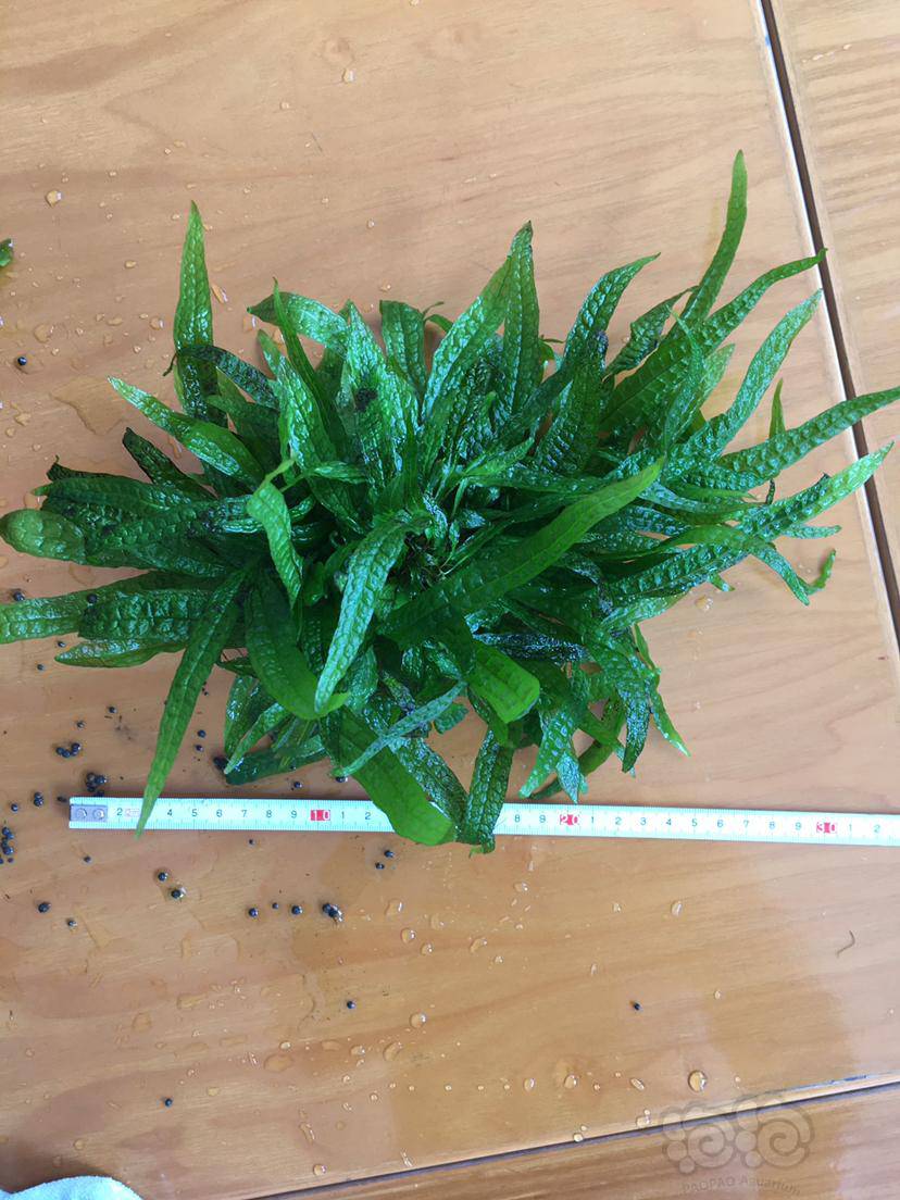 出菲律宾铁皇冠