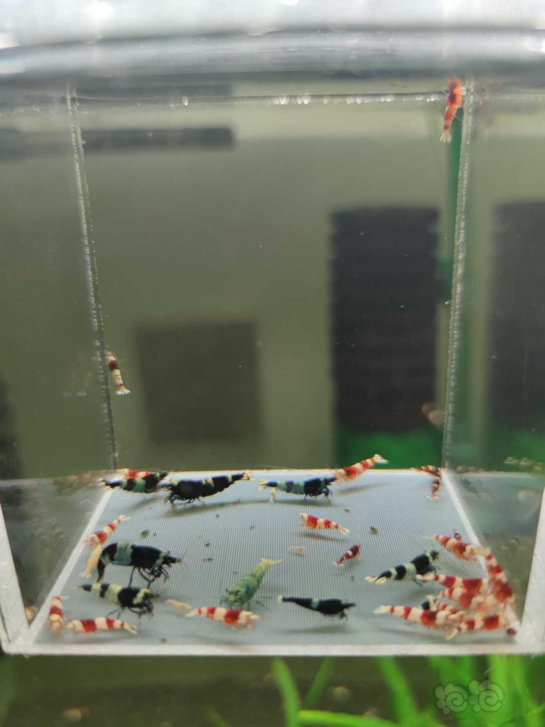 【虾】2021-02-22# RMB拍卖杂虾一盒-图6