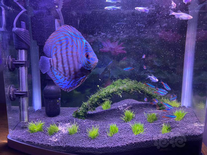 七彩神仙阿莲卡