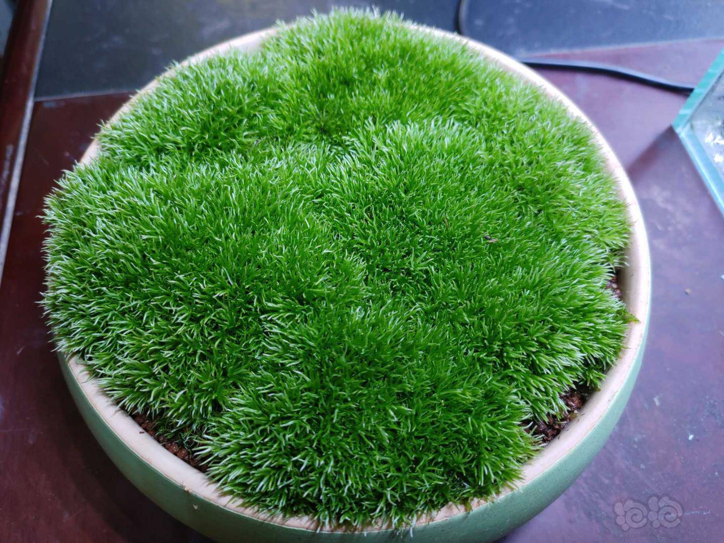 苔藓开放式养殖白发藓坐标河北