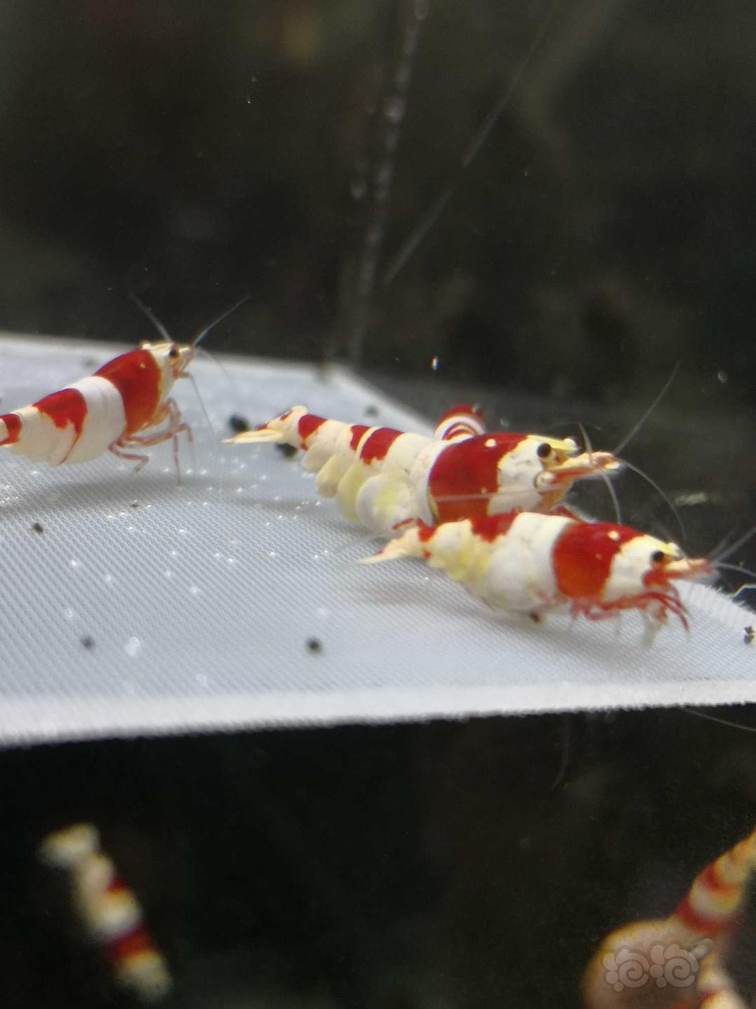 【虾螺】【出售】高端纯血红白繁殖组10只，包邮
【厚甲】喜欢厚甲的来-图2
