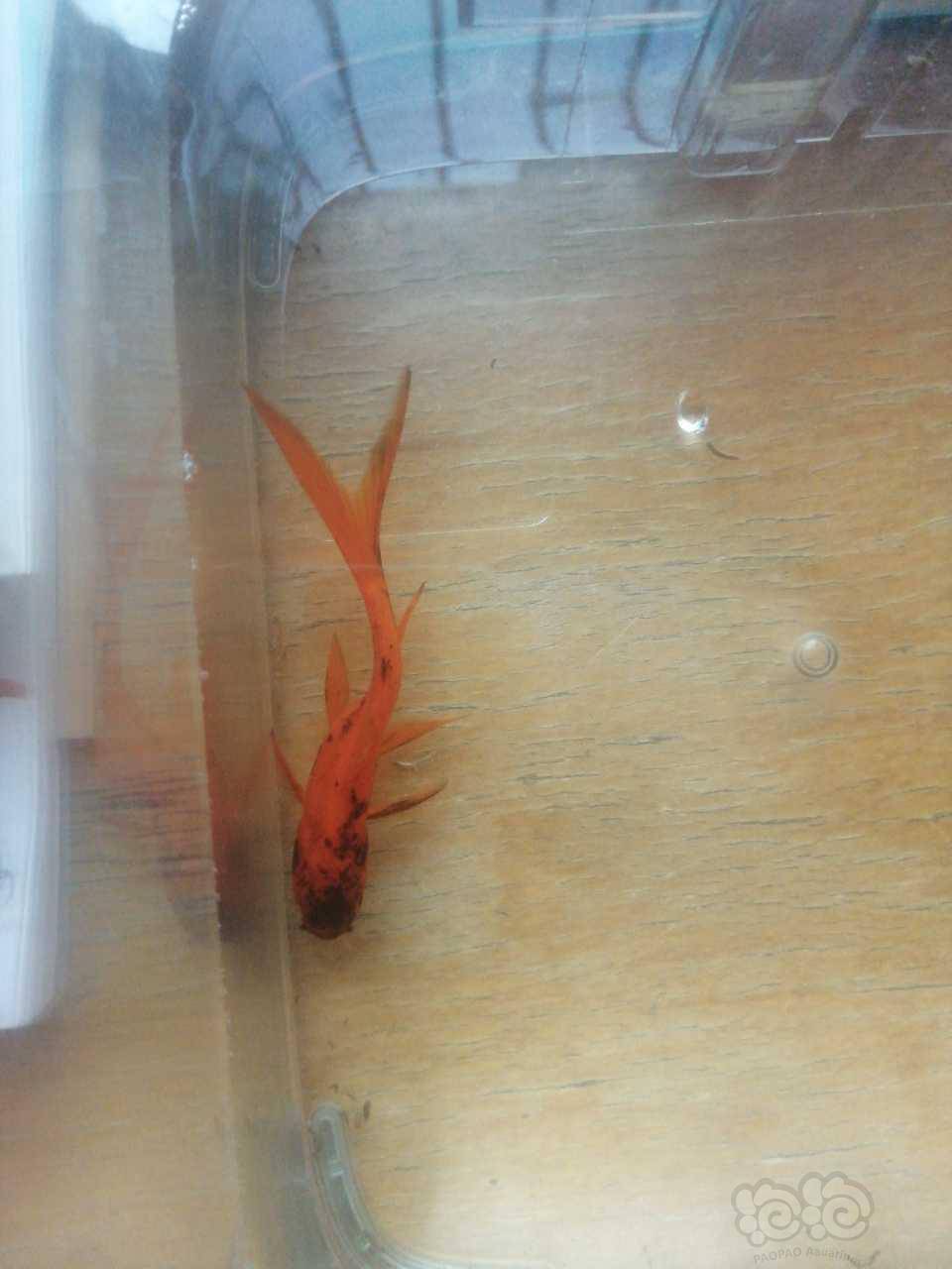 鱼缸里的鱼接连身体变弯是什么原因