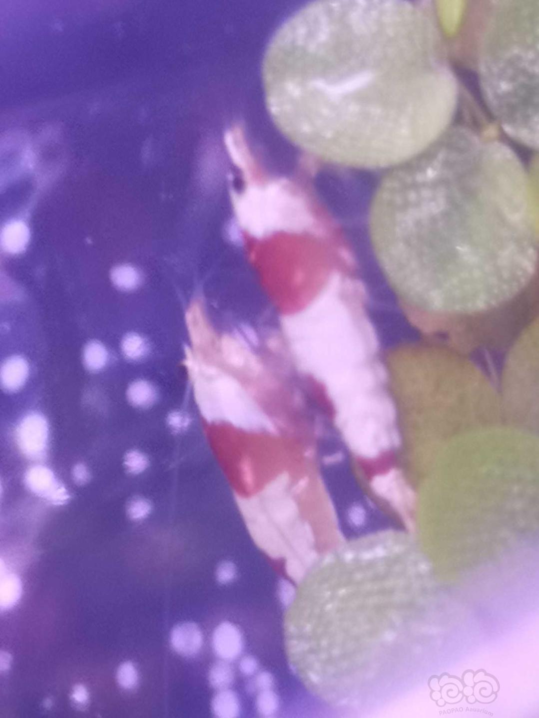 水晶虾。。红白-图3