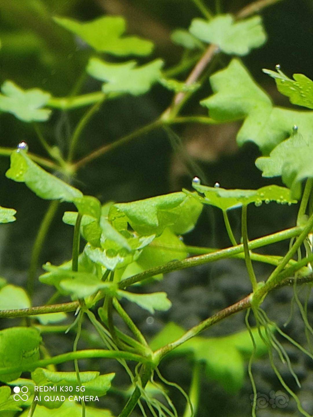 天胡荽这是怎么了