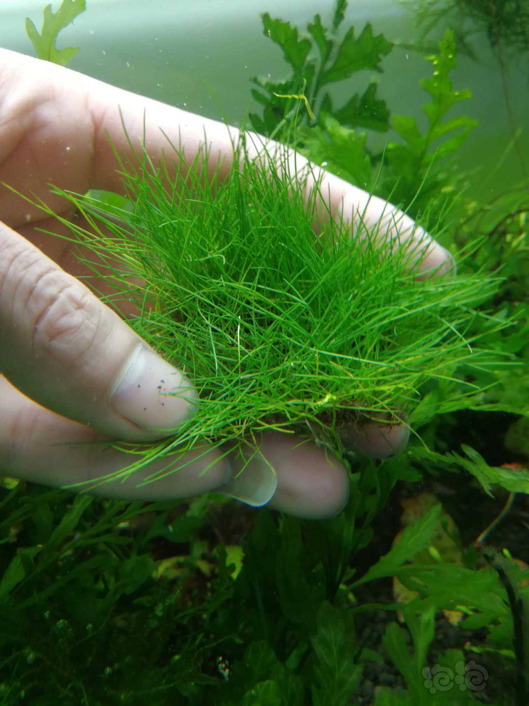 水草長期出售水下葉水草全國發貨