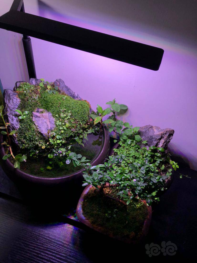 【微景观】转陆的天胡荽和莫斯-图3