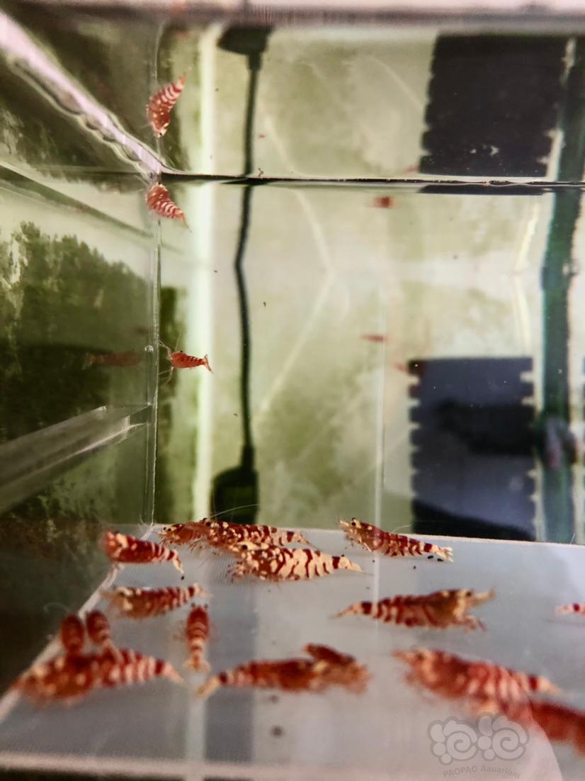 【虾】2021-2-18#RMB拍卖淘汰红花虎一份20只-图2