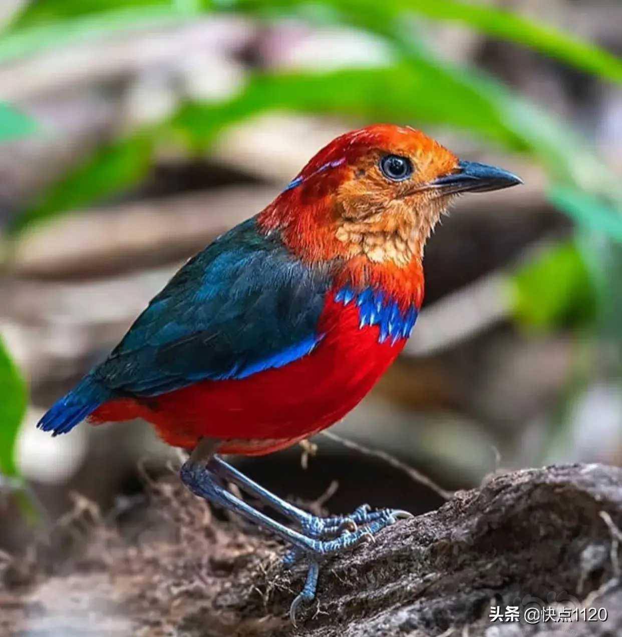 动物世界～蓝斑八色鸫 erythropitta arcuata - 泡泡水族