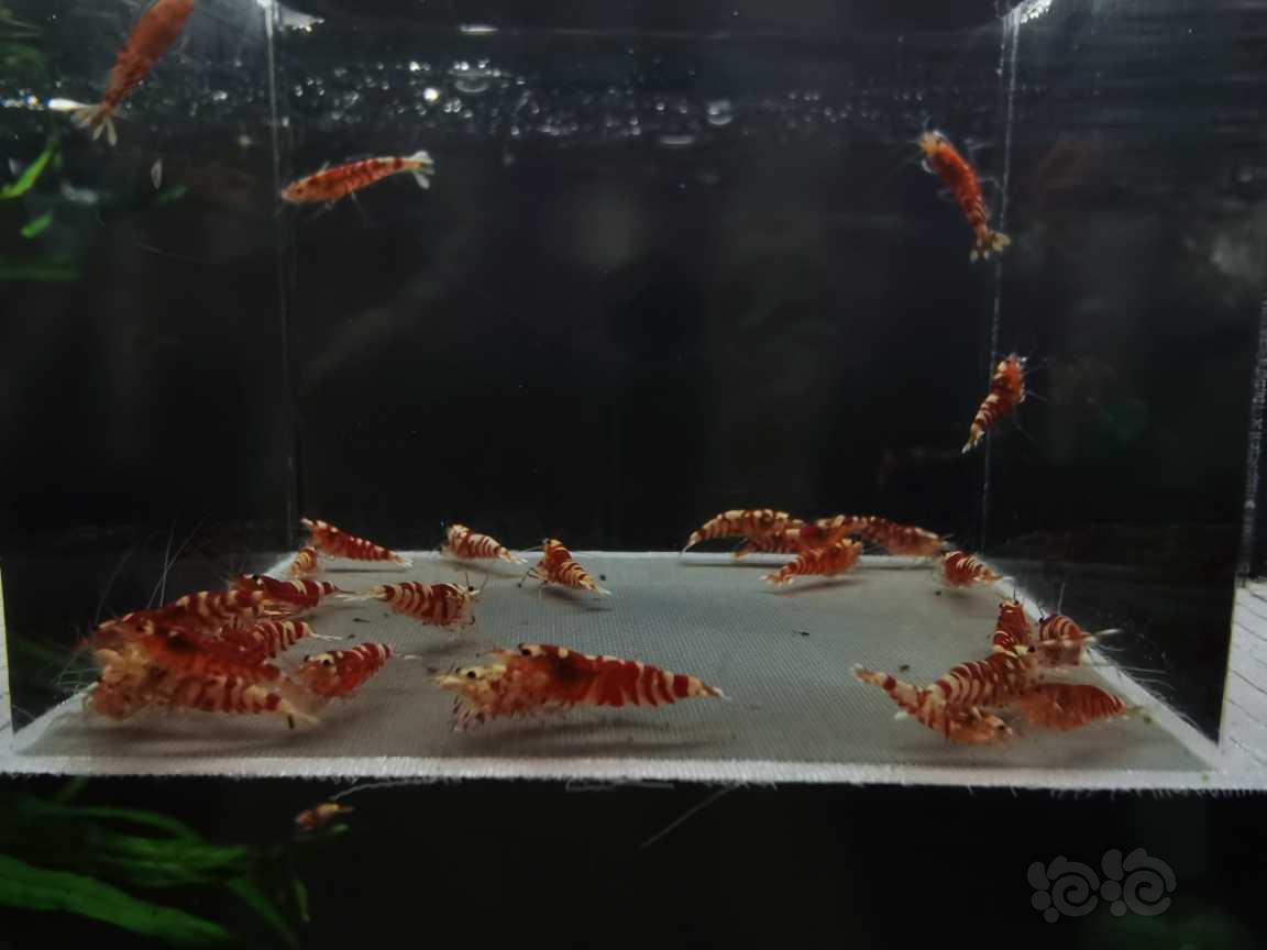 【虾】2021－02－12#RMB拍卖红花虎太极血统30只-图2