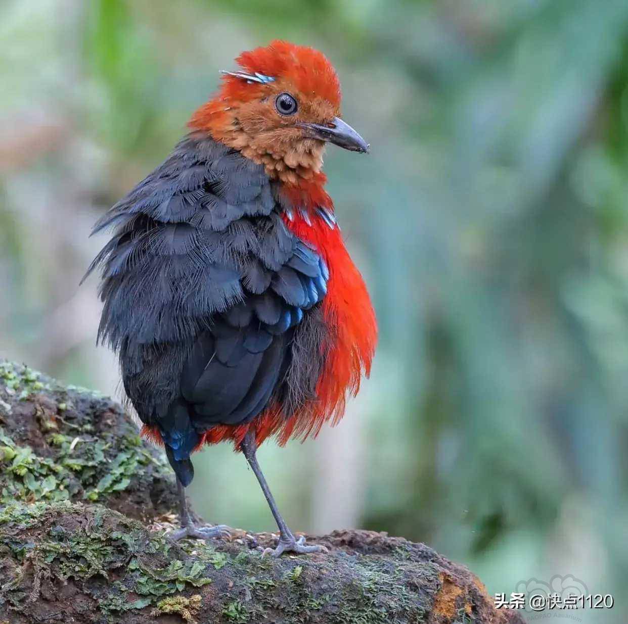 动物世界～蓝斑八色鸫 erythropitta arcuata - 泡泡水族