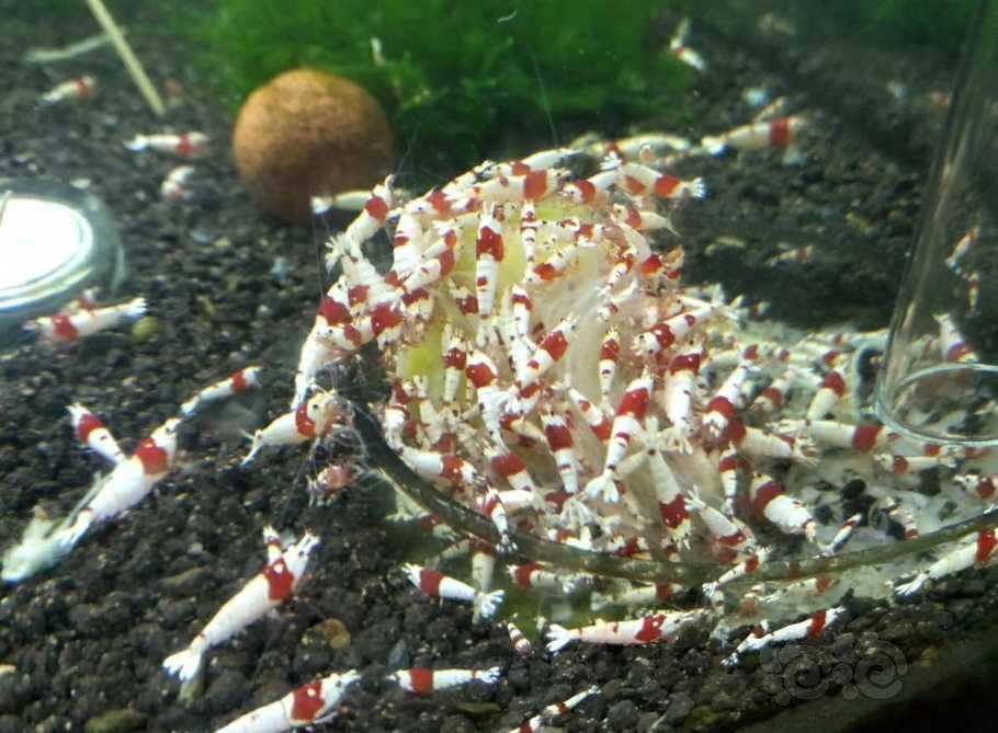红白水晶虾占位-图2