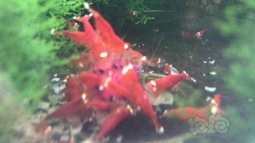 珊瑚莫斯，圣诞红清缸-图4