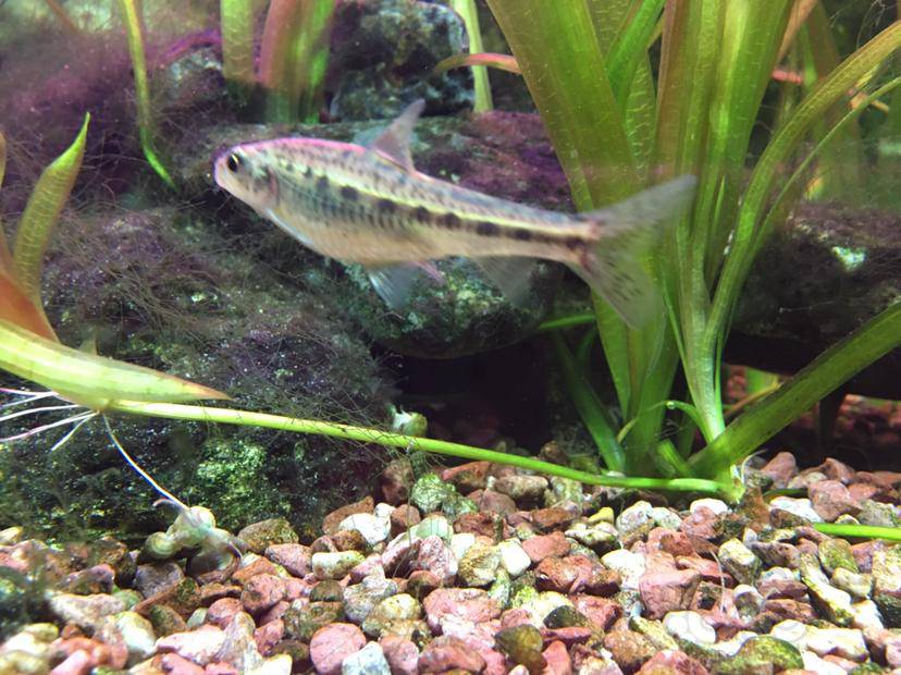 养了快三年了颌须鮈